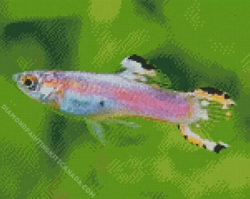 Guppy Fish Diamond Painting