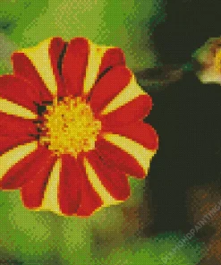 Harlequin Marigold Diamond Painting