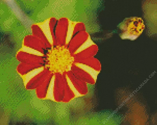 Harlequin Marigold Diamond Painting