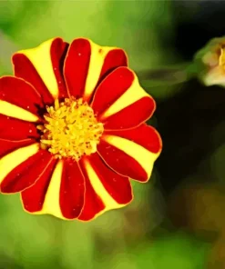 Harlequin Marigold Diamond Painting