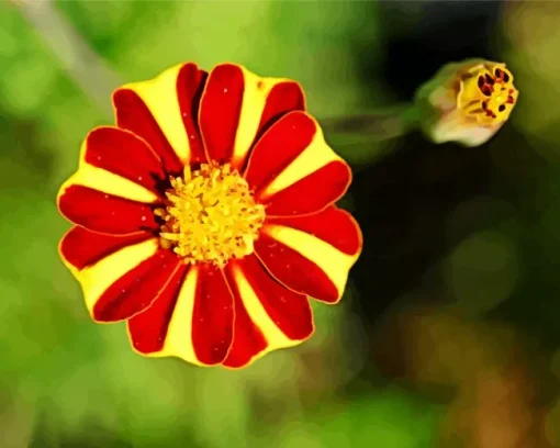 Harlequin Marigold Diamond Painting