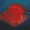 Heart Parrot Fish Diamond Painting