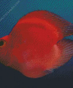 Heart Parrot Fish Diamond Painting