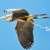 Heron Bird Flying Diamond Painting