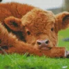 Highland Baby Cow Diamond Painting