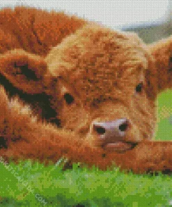 Highland Baby Cow Diamond Painting