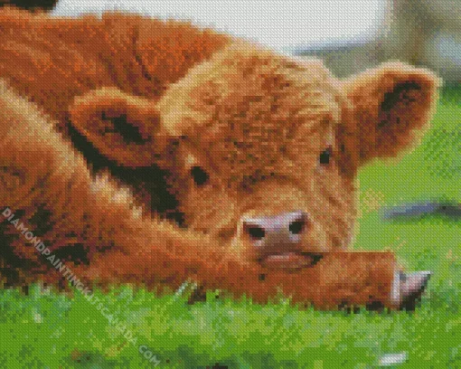 Highland Baby Cow Diamond Painting