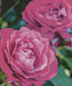 Purple Heirloom Roses Diamond Painting