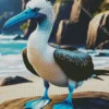 Blue Footed Booby Diamond Painting