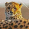 Cheetah Cub Diamond Painting