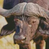 African Buffalo Diamond Painting