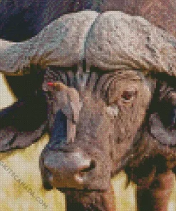 African Buffalo Diamond Painting