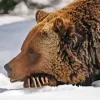 Bear Sleeping Diamond Painting