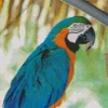 Blue And Gold Macaw Diamond Painting