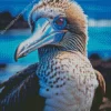 Blue Footed Booby Bird Diamond Painting