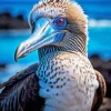 Blue Footed Booby Bird Diamond Painting