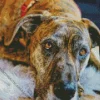 Brindle Art Diamond Painting