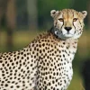 Cheetah Running Diamond Painting