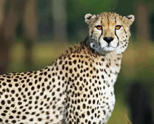 Cheetah Running Diamond Painting