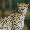 Cheetah Running Diamond Painting