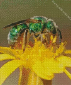 Green Bee Insect Diamond Painting