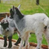 American Pygmy Goats Diamond Painting