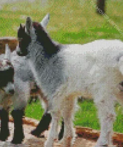 American Pygmy Goats Diamond Painting