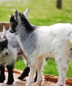 American Pygmy Goats Diamond Painting
