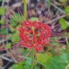 Red Spider Lily Diamond Painting