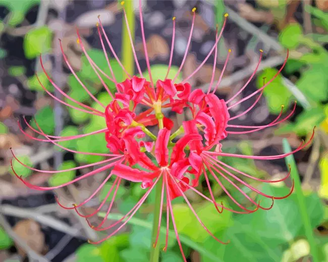Red spider lily Diamond Paints