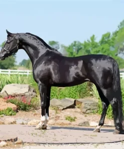 Black Arabian Horse Diamond Painting