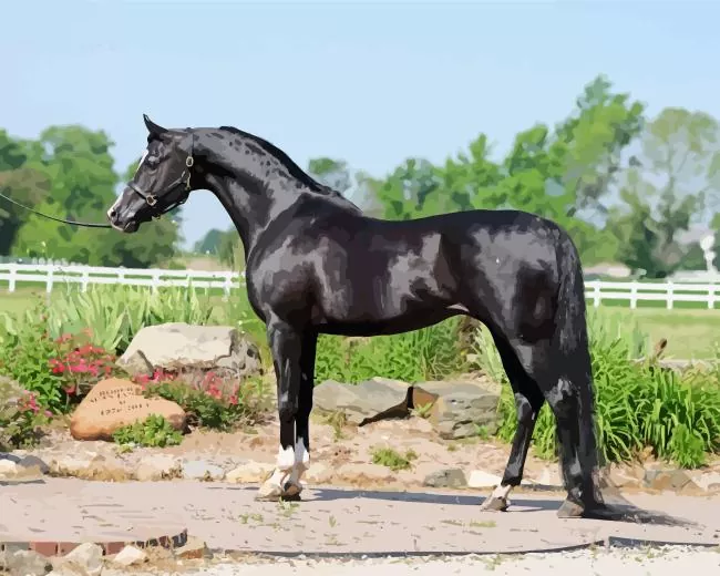 black arabian horse Diamond By Numbers