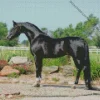 Black Arabian Horse Diamond Painting