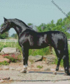 Black Arabian Horse Diamond Painting