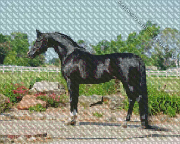 black arabian horse Diamond Paintings Black Arabian Horse Diamond Painting