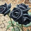 Black Roses Diamond Painting