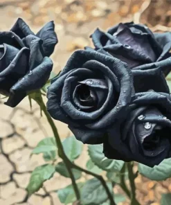 Black Roses Diamond Painting