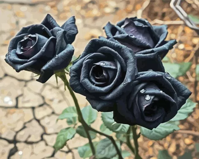 black roses Diamond By Numbers Black Roses Diamond Painting