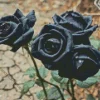 Black Roses Diamond Painting