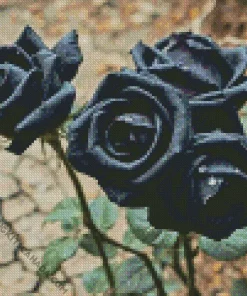 Black Roses Diamond Painting