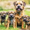 Border Terrier Puppies Diamond Painting