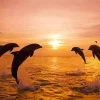 Bottlenose Dolphins Sunset Silhouette Diamond Painting