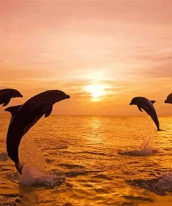 Bottlenose Dolphins Sunset Silhouette Diamond Painting