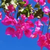 Bougainvillea Branch Diamond Painting