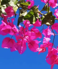 Bougainvillea Branch Diamond Painting