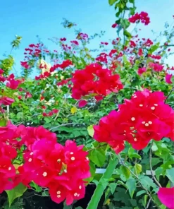 Bougainvillea Plant Diamond Painting