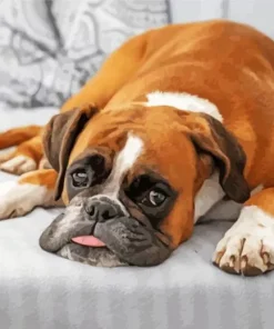 Boxer Dog Sitting In Couch Diamond Painting