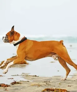 Boxer Short Tail Diamond Painting