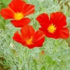 California Poppies Diamond Painting