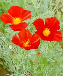California Poppies Diamond Painting